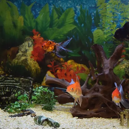 Villa Boutique Rosa Dei Venti